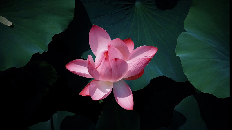 攝影： 一池清景