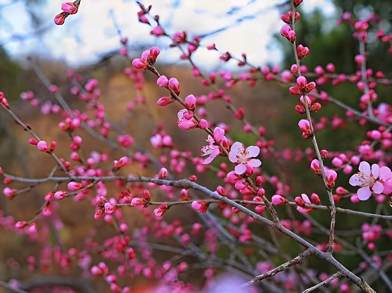 山桃花開幸福來(lái)